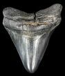 Fossil Megalodon Tooth - South Carolina #50480-1
